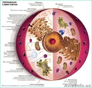 Курсы биологии, подготовка по биологии - Изображение #1, Объявление #971045