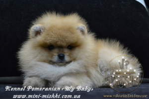 Шикарнейшие мини-щенки карликового померанского шпица SHOW-Classa!!! - Изображение #4, Объявление #1089675