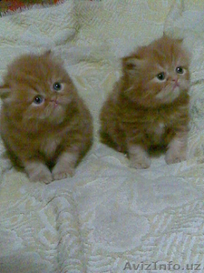Персидские котятки мальчики и девочки - Изображение #3, Объявление #1108446