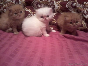 Персидские котятки мальчики и девочки - Изображение #1, Объявление #1108446