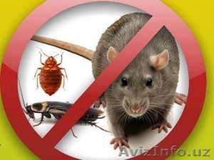 Истребление тараканов, клопов, грызунов, крыс и других насекомых - Изображение #1, Объявление #1132295