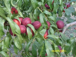 Саженцы фруктовых и хвойных деревьев - Изображение #6, Объявление #1236103