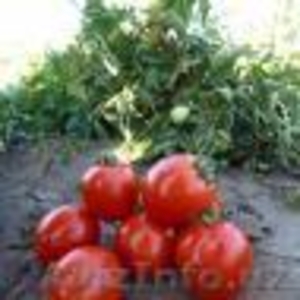 Семена Китано. Предлагаем купить cемена томата Aswan F1  - Изображение #1, Объявление #1302813