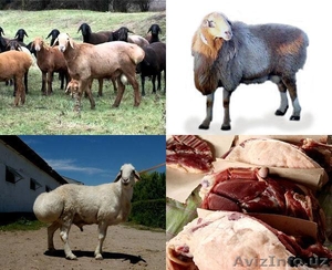 Горные овцы от 20 кг до 50 кг Кассоб SHER СЕРВИС с доставкой - Изображение #1, Объявление #1321189