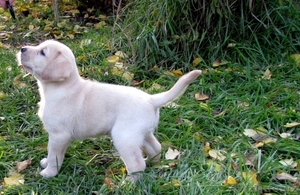 Продается элитный щенок лабрадора ретривера - Изображение #2, Объявление #1339164