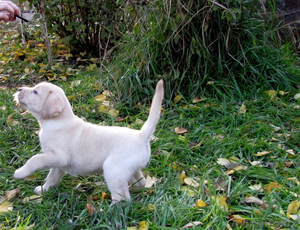 Продается элитный щенок лабрадора ретривера - Изображение #3, Объявление #1339164