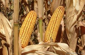 Семена Кукуруза для посева, Гибрид F1 - Изображение #2, Объявление #1362979