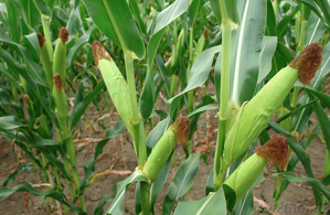 Семена Кукуруза для посева, Гибрид F1 - Изображение #1, Объявление #1362979