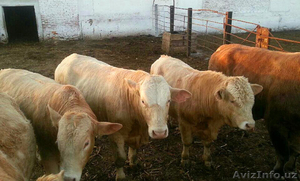 Живой скот: быки, коровы, нетели - Изображение #1, Объявление #1374929