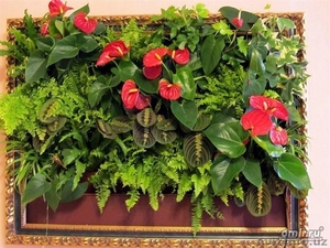 Продаются фитокартины с экзотическими растениями и цветами.Производства Голланди - Изображение #8, Объявление #1388320