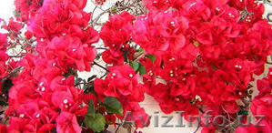 Бугенвиллия самые красивые цветы - Изображение #1, Объявление #1389696