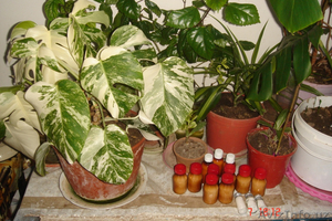 Продаю комнатные растения ! Удобрения, Подкормка для цветов  - Изображение #1, Объявление #1383998