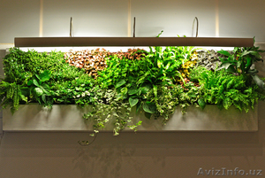 Продаются фитокартины с экзотическими растениями и цветами.Производства Голланди - Изображение #7, Объявление #1388320