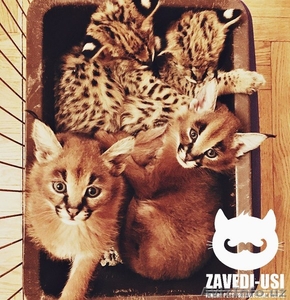 Экзотические кошки: каракалы, сервалы, гибриды Ф1 - Изображение #3, Объявление #1482134