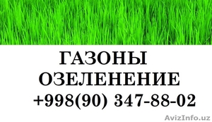 Газоны, газон, газоны в Ташкенте, газоны Узбекистан, рулонный газон, Ташкент, - Изображение #2, Объявление #1490051