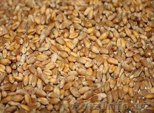 Зерновые и Масленичные культуры 