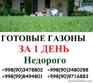 Ташкент -Газоны посев и готовые газоны в рулона - Изображение #1, Объявление #1541725