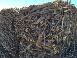 Продаю корень солодки