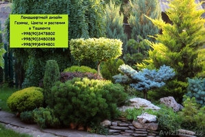 Газоны, посев газонов, озеленение и ландшафтный дизайн. Забота о вашем саде это  - Изображение #6, Объявление #1550403