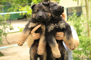 Продаются длинношерстные щенки немецкой овчарки от породных родителей  - Изображение #3, Объявление #1561604