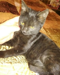 Котенок с шёлковой, черной шёрсткой. - Изображение #3, Объявление #1593637