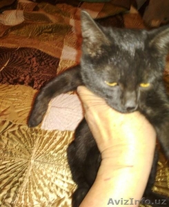 Котенок с шёлковой, черной шёрсткой. - Изображение #1, Объявление #1593637