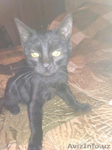 Котенок с шёлковой, черной шёрсткой. - Изображение #2, Объявление #1593637