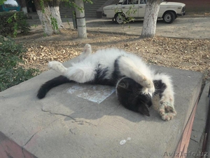 Красивый черно-белый котенок. - Изображение #6, Объявление #1593638