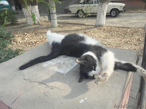 Красивый черно-белый котенок. - Изображение #7, Объявление #1593638