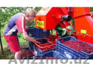 Стряхивающий и очищающий агрегат для уборки вишни и слив MAJA - Изображение #1, Объявление #1601512