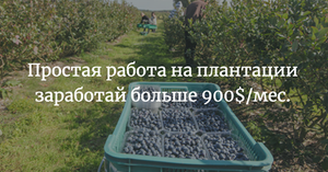 Работник на плантации малины, ежевики, борувки (черники) - Изображение #1, Объявление #1660792