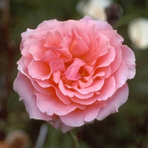Садовое растение Роза от Bahor Gullari! - Изображение #2, Объявление #1651380