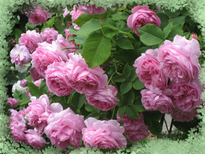 Садовое растение Роза от Bahor Gullari! - Изображение #1, Объявление #1651380