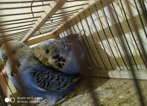 Продам взрослых здоровых чехских попугаев - Изображение #1, Объявление #1707863