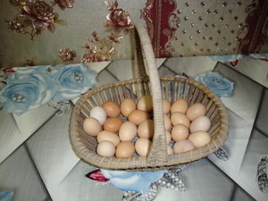 Продаю домашние куриные яйца для инкубатора.Куры молодые,породистыеПорода полубр - Изображение #2, Объявление #1721390