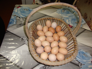 Продаю домашние куриные яйца для инкубатора.Куры молодые,породистыеПорода полубр - Изображение #1, Объявление #1721390
