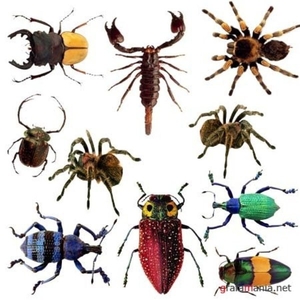 Дезинфекция. Уничтожение тараканов и др. насекомых. - Изображение #1, Объявление #1704119