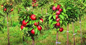  Mevali daraxt ko'chatlari (саженцы фруктовых деревьев) - Изображение #1, Объявление #1700295