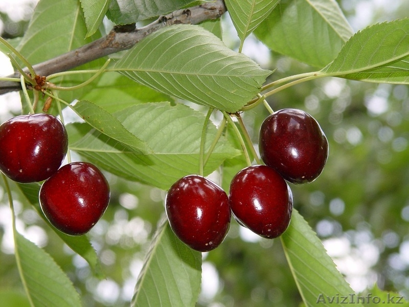 Саженцы плодовых растений, Яблони, Груши, Абрикоса итд. Подвои. (VF) - Изображение #4, Объявление #410506