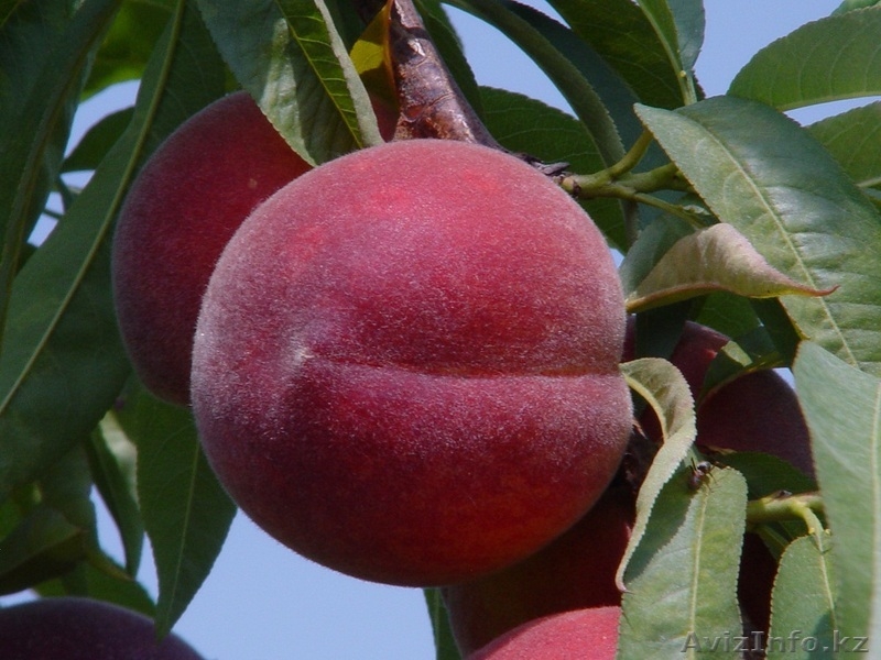 Саженцы плодовых растений, Яблони, Груши, Абрикоса итд. Подвои. (VF) - Изображение #5, Объявление #410506