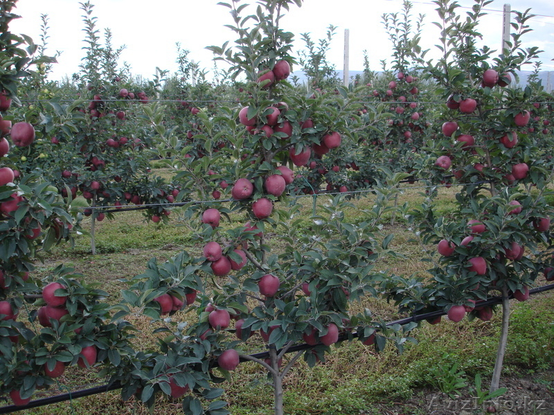 Саженцы плодовых растений, Яблони, Груши, Абрикоса итд. Подвои. (VF) - Изображение #3, Объявление #410506