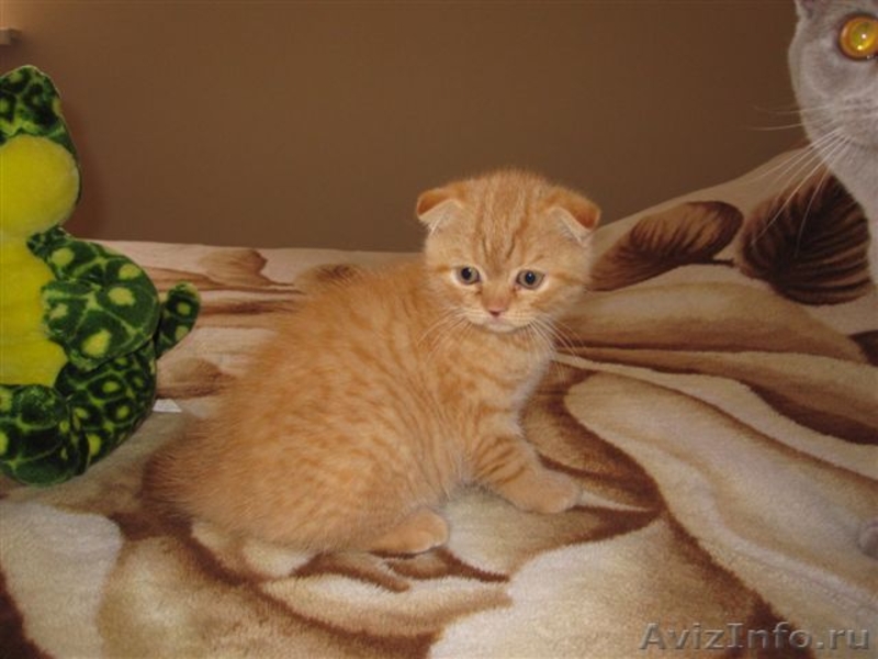 Продам шотландского котенка! - Изображение #5, Объявление #674680