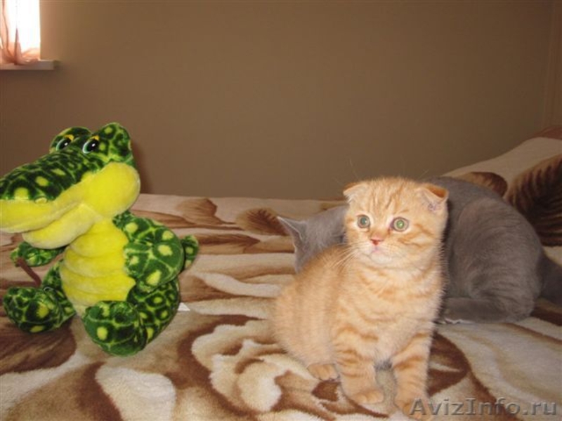 Продам шотландского котенка! - Изображение #6, Объявление #674680