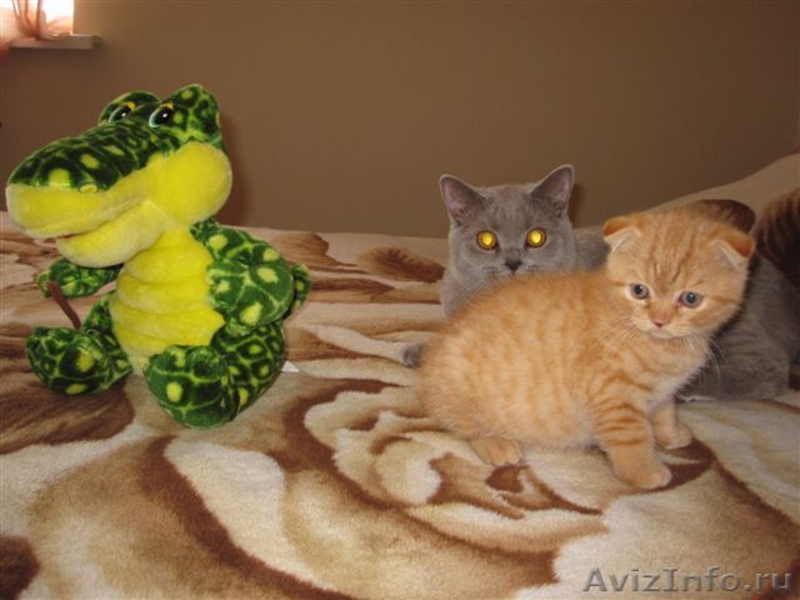 Продам шотландского котенка! - Изображение #4, Объявление #674680