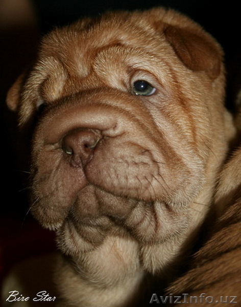 Шар-пей перспективные щенки - Изображение #3, Объявление #13136