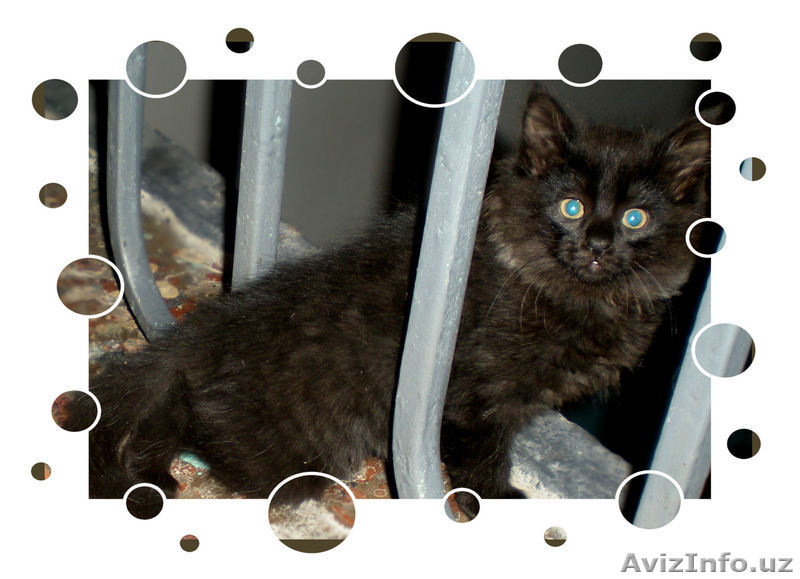 Пушистое чудо в добрые руки - Изображение #4, Объявление #36030