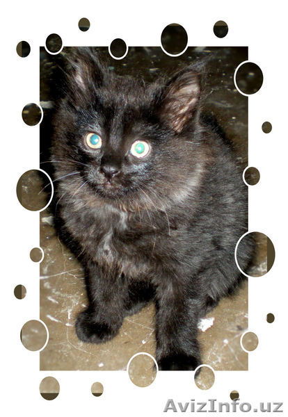 Пушистое чудо в добрые руки - Изображение #3, Объявление #36030