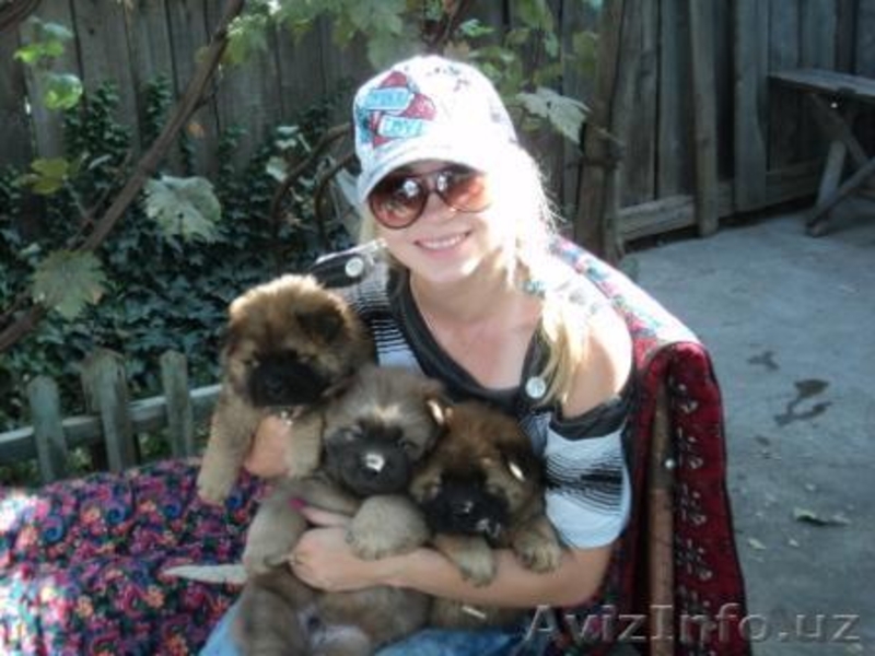 Щенки чау чау осталось 3 щенка  - Изображение #3, Объявление #82977