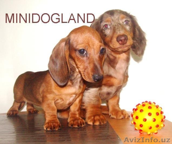 Щенки таксы корликовые и крольчьи г-ш и д-ш  - Изображение #4, Объявление #105343