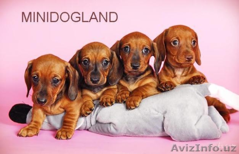 Щенки таксы корликовые и крольчьи г-ш и д-ш  - Изображение #3, Объявление #105343